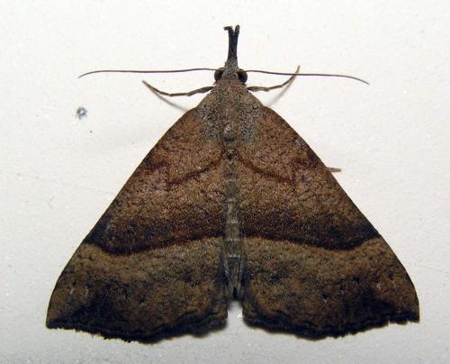 Réf. 23 706 : Hypena proboscidalis
