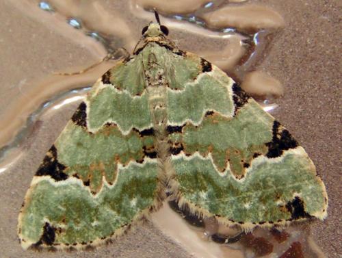 Colostygia pectinataria