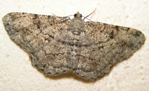 Réf. 23 730 : Peribatodes rhomboidaria