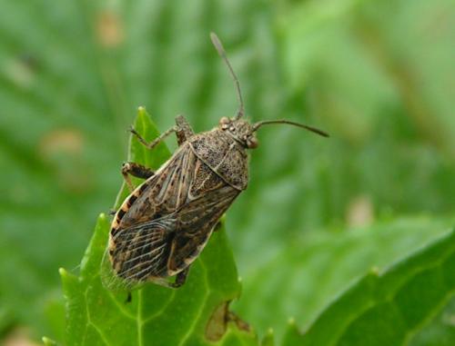 Réf. 23 799 : Stictopleurus punctatonervosus