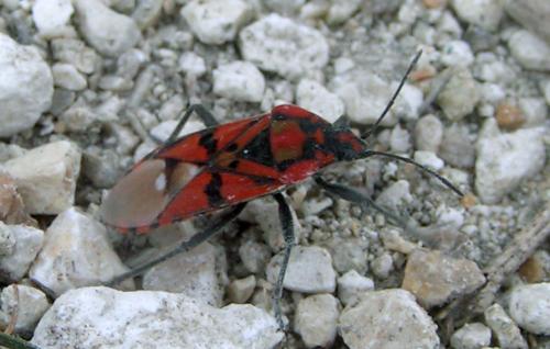 Spilostethus pandurus