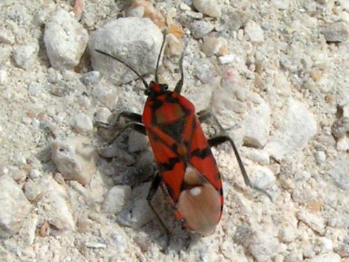 Réf. 23 850 : Spilostethus pandurus