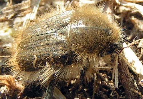 Réf. 23 930 : Tropinota hirta suturalis
