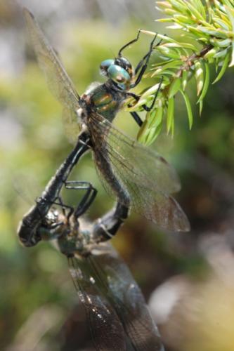 Réf. 23 240 : Somatochlora alpestris