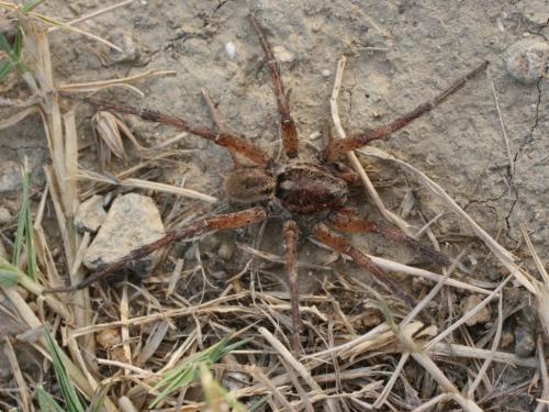 Hogna radiata