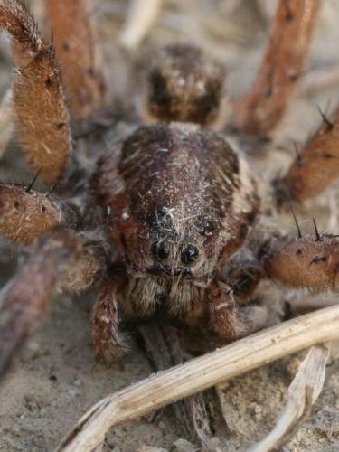Hogna radiata
