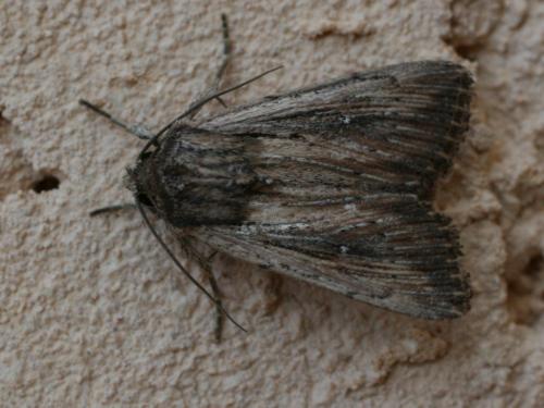 Leucania putrescens