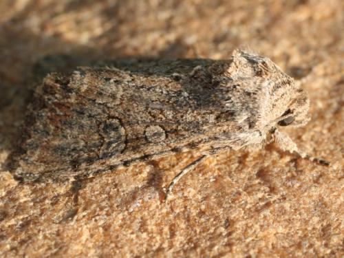 Réf. 23 884 : Anarta trifolii