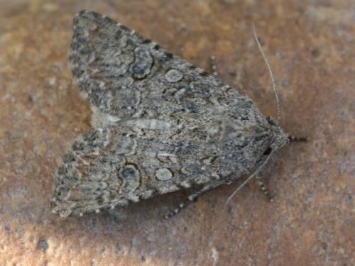 Réf. 23 885 : Anarta trifolii