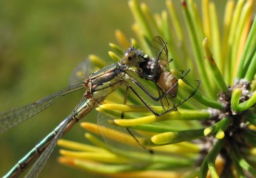 Lestes dryas