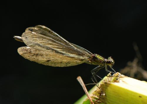 Réf. 23 162 : Calopteryx sp.