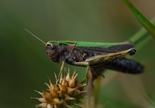 Omocestus rufipes