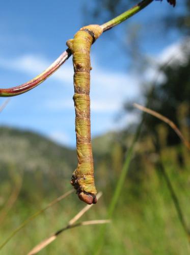 Biston betularia