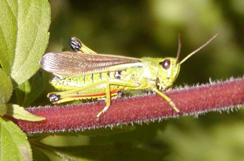Réf. 23 622 : Stethophyma grossum