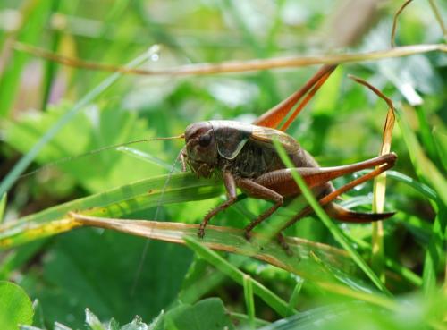 Metrioptera saussuriana