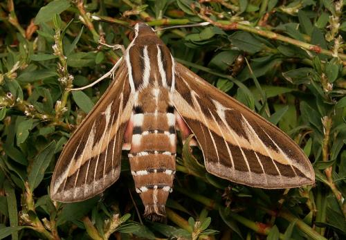 Hyles livornica