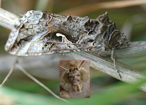Autographa gamma