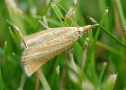 Réf. 23 857 : Agriphila straminella