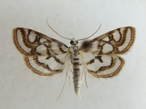 Réf. 23 147 : Nymphula nitidulata