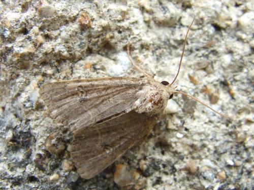 Mesapamea sp.