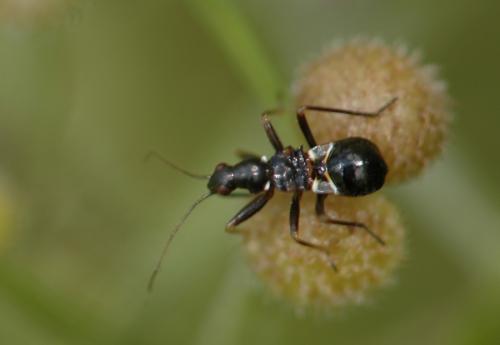 Himacerus mirmicoides