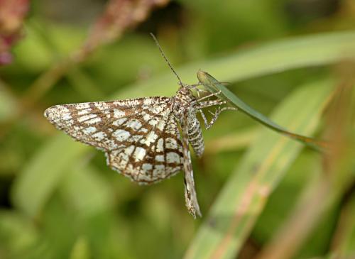 Chiasmia clathrata