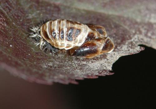 Harmonia axyridis