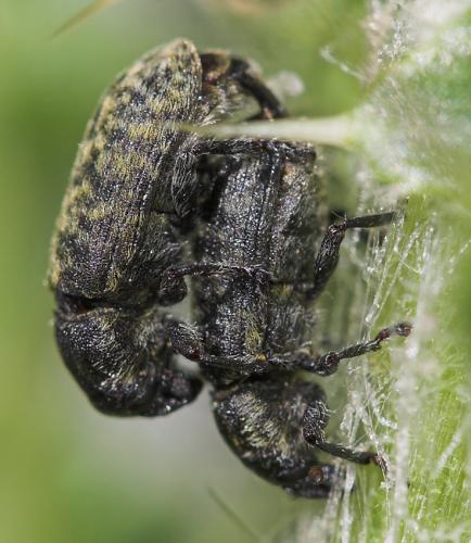 Réf. 23 660 : Rhinocyllus conicus