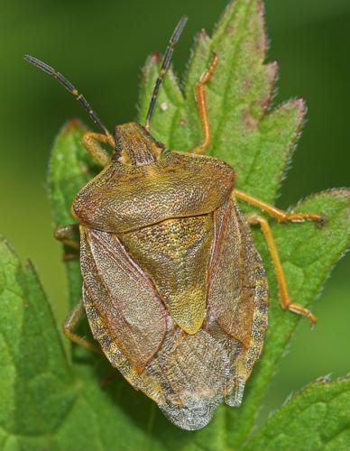 Réf. 23 661 : Carpocoris melanocerus