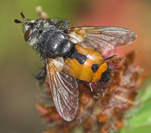 Réf. 23 946 : Nowickia sp.