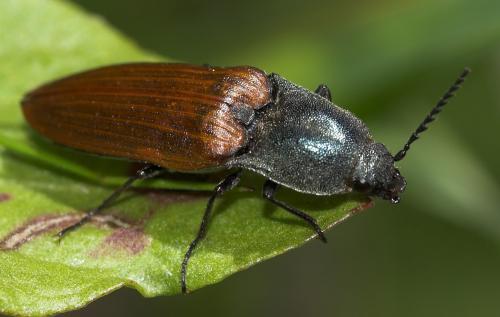 Ctenicera virens