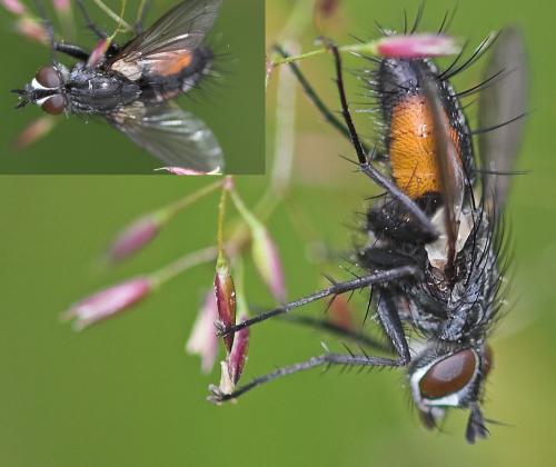 Eriothrix rufomaculata
