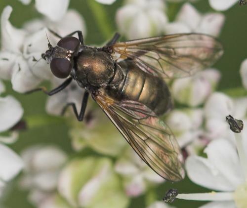 Réf. 23 662 : Cheilosia sp.