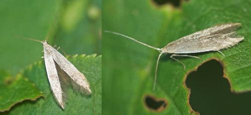 Coleophora sp.