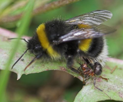 Bombus sp.