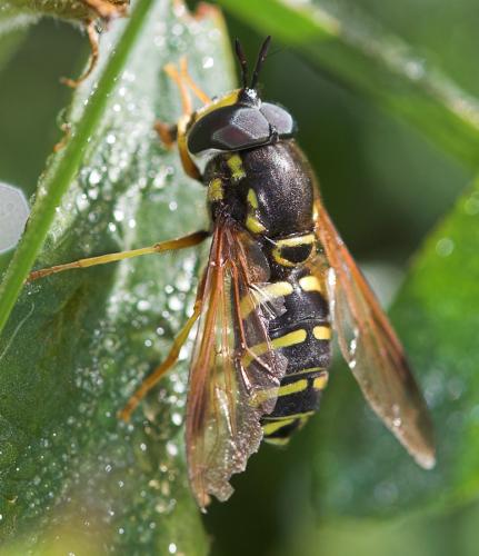 Réf. 23 072 : Chrysotoxum vernale