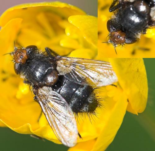 Réf. 23 156 : Onychogonia sp.