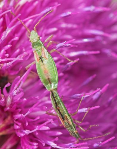 Réf. 23 074 : Myrmus miriformis