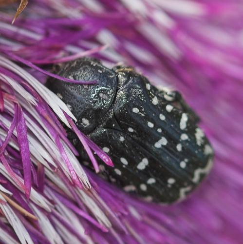 Oxythyrea funesta