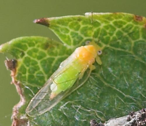Cacopsylla sorbi