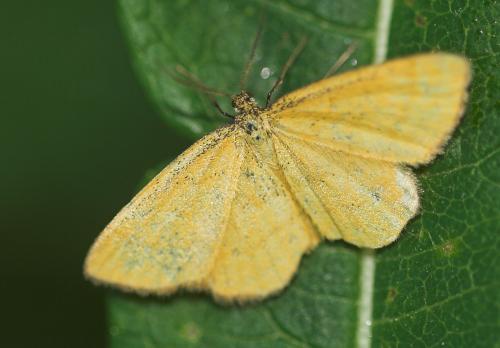 Idaea sp.