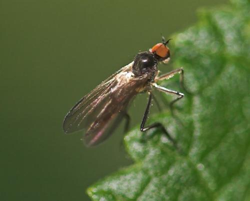 Bicellaria sp.