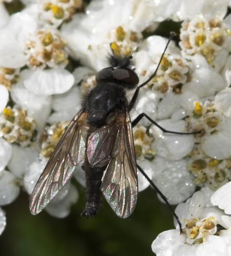 Symphoromyia crassicornis