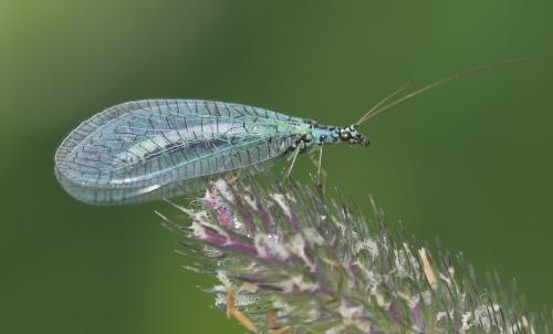 Réf. 23 319 : Chrysopa perla
