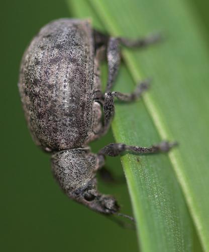 Liophloeus tessulatus