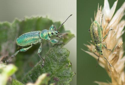 Réf. 23 278 : Phyllobius sp.