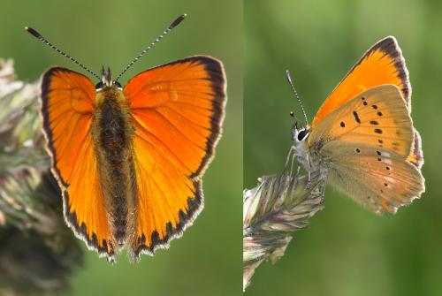 Lycaena virgaureae