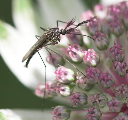 Ochlerotatus sp.