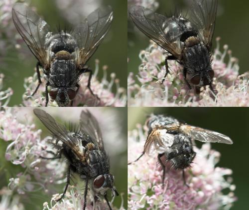 Linnaemya sp.