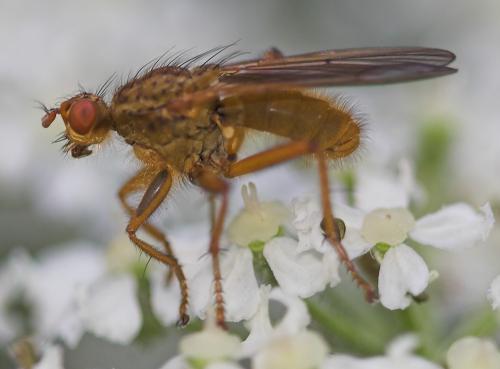 Scathophaga lutaria